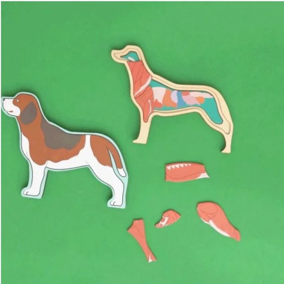 KiwiCo Kiwi Crate Science Kit Veterinarian Doctor's set X-ray lightbox Anatomy M - Picture 13 of 16